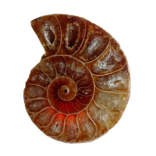 自然古生物学のウニ、ヒトデ、三葉虫 - 化石スライス 2656