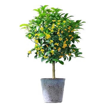 Edible authentic osmanthus seedlings potted plants, flowers and plants, strong fragrance, green plants, balcony and garden are well-educated in all seasons