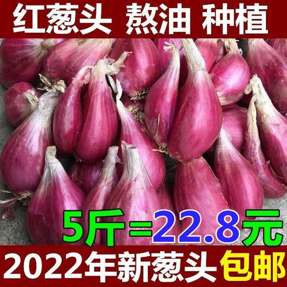 新鲜红葱头广东四季种子小香葱火葱头干葱头商用熬油食用香料包邮