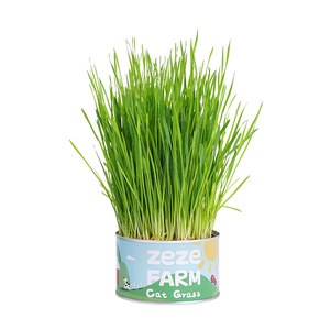 
Zeze Cat Grass Canned Cat Mint Cat Snacks Hair Seeds Hydroponic Potted Seeds Cat Hair Ball Removal Supplies
