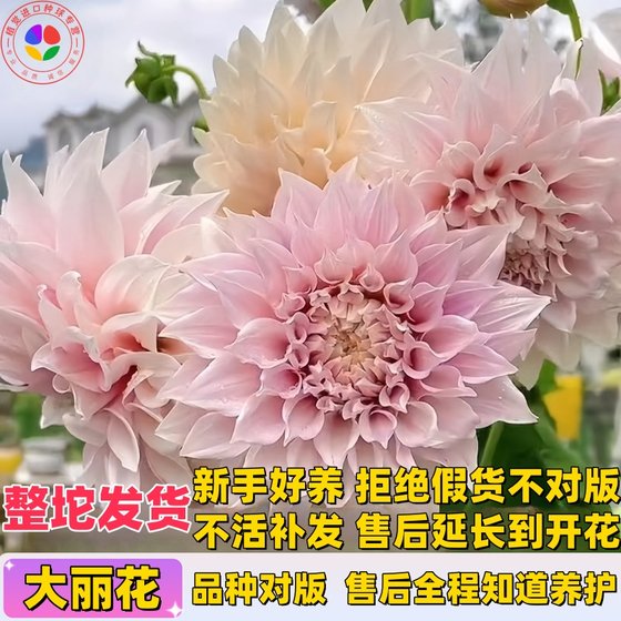 进口重瓣大丽花种球芍药花地瓜花牡丹花苗四季好养活盆栽地栽花卉