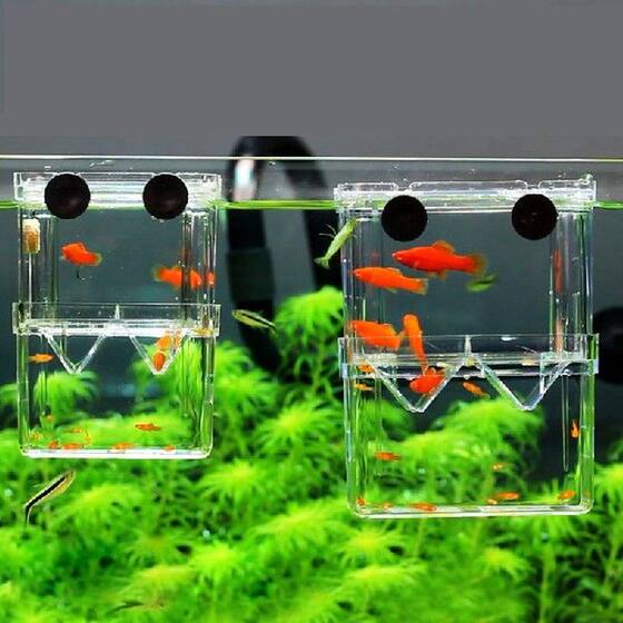 速发Double-Deck Clear Acrylic Fish Breeding Isolation Box