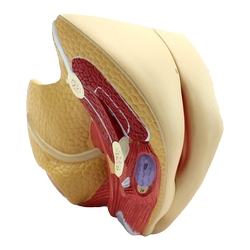 ENOVO medical human female reproductive system