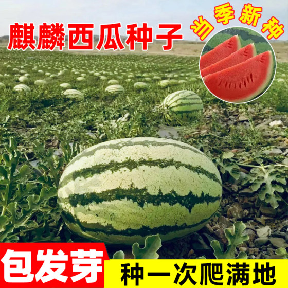 8424西瓜苗秧盆栽麒麟大西瓜种籽南方嫁接无籽西瓜水果蔬菜苗秧苗