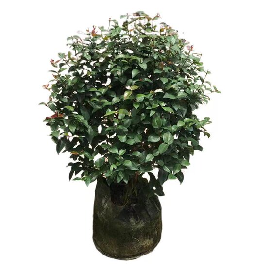 
Fruit saplings, authentic Brazilian red fruit, auspicious lanterns, fruit like red lanterns, high hanging Brazilian red fruit