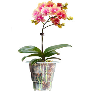 
Meishi Phalaenopsis special flower pot transparent breathable plastic cup sphagnum moss green mountain potted orchid single hydroponic root control