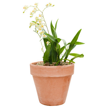 
Heidi's Garden Wenxin Orchid Pot Plant