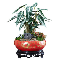 Red maple bonsai desktop window sill office
