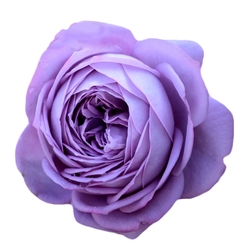 Novalis Rose Flower Seedlings Blue And Purple Series Balcony Courtyard Extra Large Flowers Strong Fragrance Anti-dark Spot Blooming All Year Round