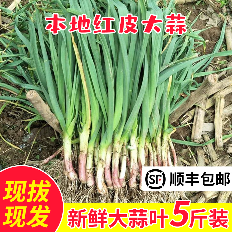 苏北农家本地露天大蒜叶新鲜红紫皮大蒜叶青蒜苗红根应季蔬菜5斤