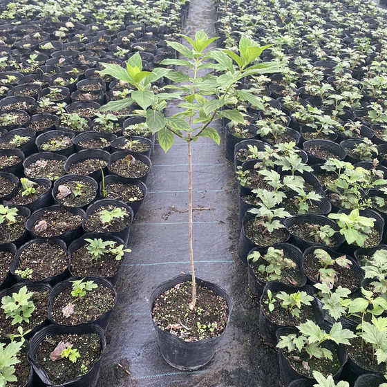 盆栽花卉耐绿石灰棒棒糖植庭院灯阳台晒绣球木耐寒花苗绣球圆锥