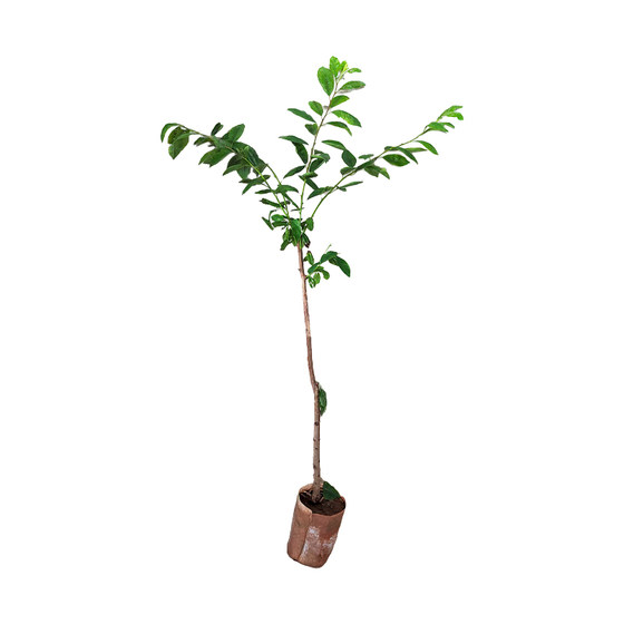 
Grafted bee sugar plum saplings, boneless plum saplings, early-maturing plums, potted plants planted in the south and north, will bear fruit in the same year