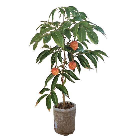 Litchi tree seedlings grafted Xianjin Fengfeng Concubine Smile Guiwei Lai Chi seedlings in the southern courtyard planting of potted land