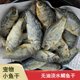 宠物零食小鱼干新鲜淡水农家小鲫鱼干猫咪零食猫吃鱼干小乌龟粮食