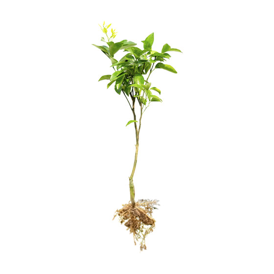 
Authentic grafted seedless sugar tangerine bare root seedlings planted in the ground Sihui sugar tangerine fruit saplings are now dug and the results of the year are found