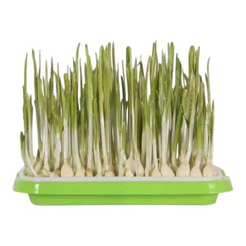 Hydroponic vegetable sprouts bean sprouts seedling tray