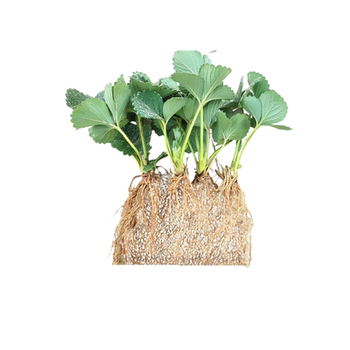 
Strawberry seedling cream red color white strawberry