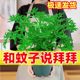 驱蚊草植物盆栽室内外防蚊虫阳台驱蚊薄荷绿植香叶天竺葵四季好养