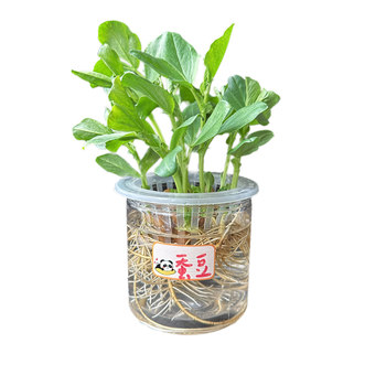 Students' experiment observation of hydroponic plants
