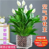 Растения с белой ладонь легко прожить плавный парус и гладкий гидравлический офис растений, цветы и зеленые растения, красные пальмовые воды, питающие четыре сезона цветут