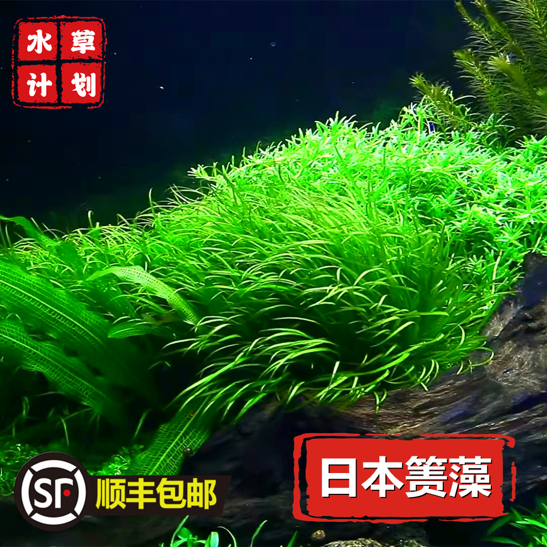 日本箦藻水草水下叶有茎草阳性草荷兰景草缸造景草鱼缸水草淡水