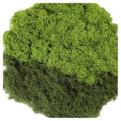 Moss Landscape Green Plant Micro Landscape Plant Decoration Green Moss