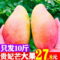 [10 фунтов больших фруктов наложницы] Свежие тропические фрукты манго должны быть красным золотым драконом зеленой возлюбленной.