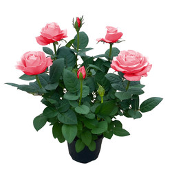 Rose juice is easy to nourish the balcony and courtyard