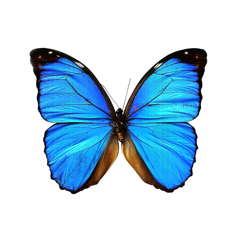 Angel's Wings 本物の蝶の標本 Angel's Wings 本物の蝶標本