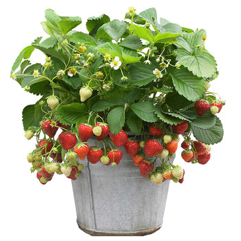 Extra-large strawberries can bear fruit without changing pots