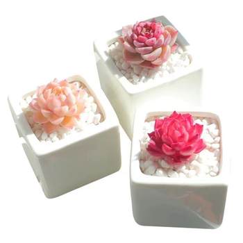 Succulent plant peach egg jade dew ice jade orange Monroe bear boy ruby ​​chihuahua money string expensive goods combination set meal