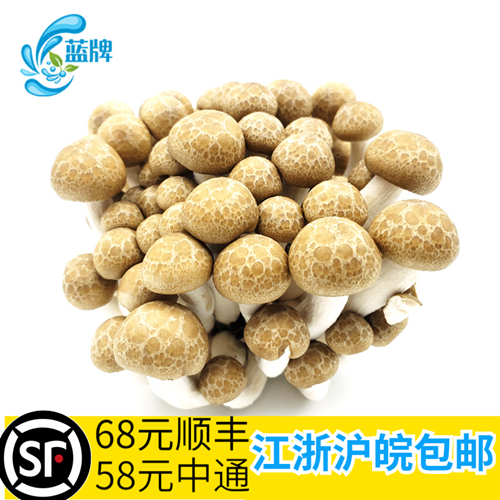 【蓝牌】新鲜蘑菇  蟹味菇菌菇食用菌海鲜菇真姬菇 1袋约150g