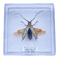 Skutečný Hmyz Malé Zvíře Hmyz Motýl Vzorek Průhledná Krabička Student Výuka Střelby Rekvizity Brouk Věda Zobrazení Kolekce