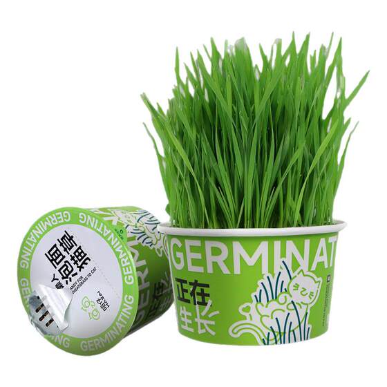 
Qi Oh Cat Grass Potted Lazy Instant Noodles Cat Grass Specialized Hair Hydroponic Box Dog and Cat Grass Self-Grown Cat Snacks Freeze-dried