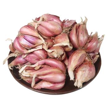 Red root chive seeds four seasons farmhouse potted plant