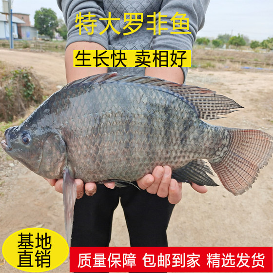 脆肉罗非鱼苗批 发淡水鱼苗淡水养殖食用罗非鱼鱼苗鱼塘鱼苗 淡水