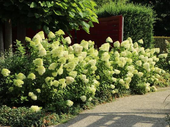 圆锥绣球石灰灯庭院花卉植物耐寒多年生木本落叶绣球花玥球园艺