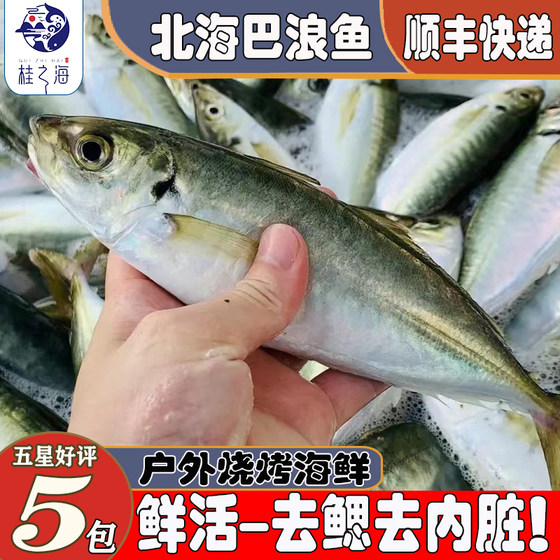 北海巴浪鱼新鲜冷冻海鱼鲜活去内脏池鱼王整箱海鲜大号竹荚鱼冰鲜