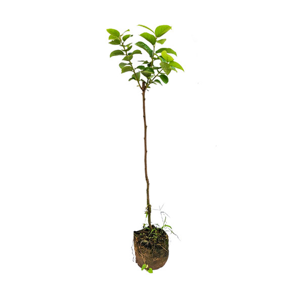
Sweet and crisp persimmon saplings bear fruit in the current year. Grafting rock candy heart persimmon fruit saplings in late autumn and planting sweet persimmon seedlings from north to south.