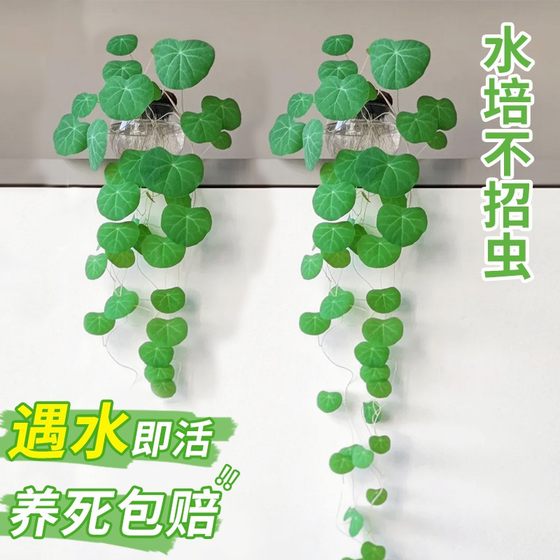 水培山乌龟爬藤植物一叶龟盆栽观叶红藤种球室内桌面绿植四季好养