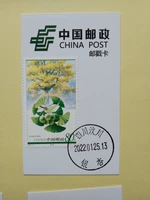 Extreme Postmark Card Sticker Plants, Ginkgo Stamps, Stamp Sichuan Wenchuan Ginkgo Day Mamp