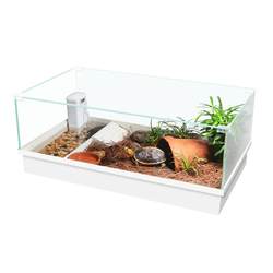 Cool Climbing Yellow Edge Raising Turtle Box Glass Plant Water and Land Cylinder