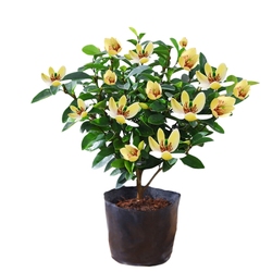 Cold-resistant New Product Smiling Flower Seedlings Potted Flower Buds Strong-scented Flowers Four-season Evergreen Plants Courtyard Balcony