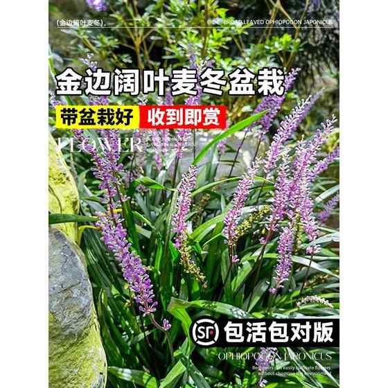 金边阔叶麦冬草苗宿根植物盆栽庭院绿化草坪造景绿植耐热耐寒玉龙