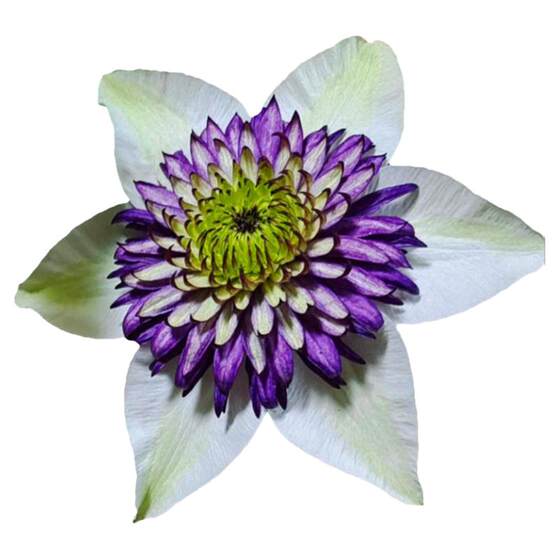 Clematis vine plant without thorns and double petals large flowers climbing cold-resistant garden wall flower balcony potted plant with flower bud