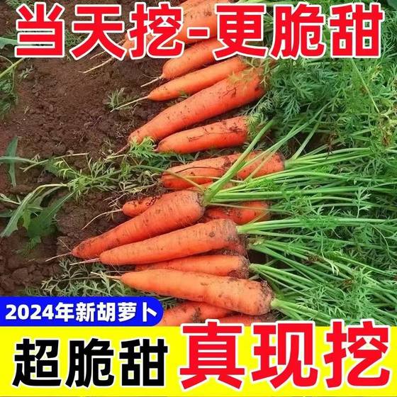 老品种胡萝卜新鲜蔬菜宝宝零食胡萝卜现挖带土农家胡萝卜