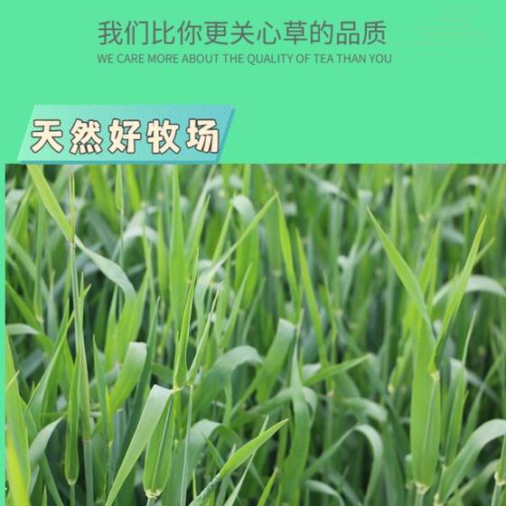 2024年新烘干小麦草干草兔粮豚鼠饲料岷县食府箱装毛重1000g