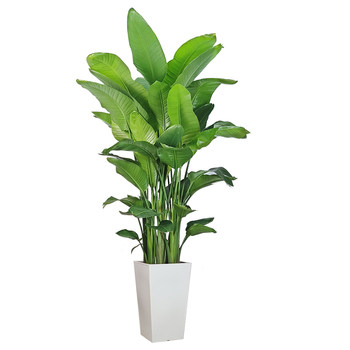 Bird of Paradise pot plant is good for growing large green plants in the living room
