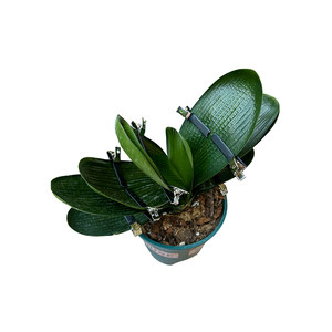 
1 Clivia correction clip with protective film fixed fixed clavicle leaf correction line leaf correction clavia clavia