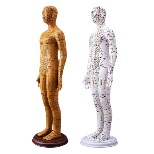 鄭和経絡経穴モデル - 人体鍼灸教育ツール